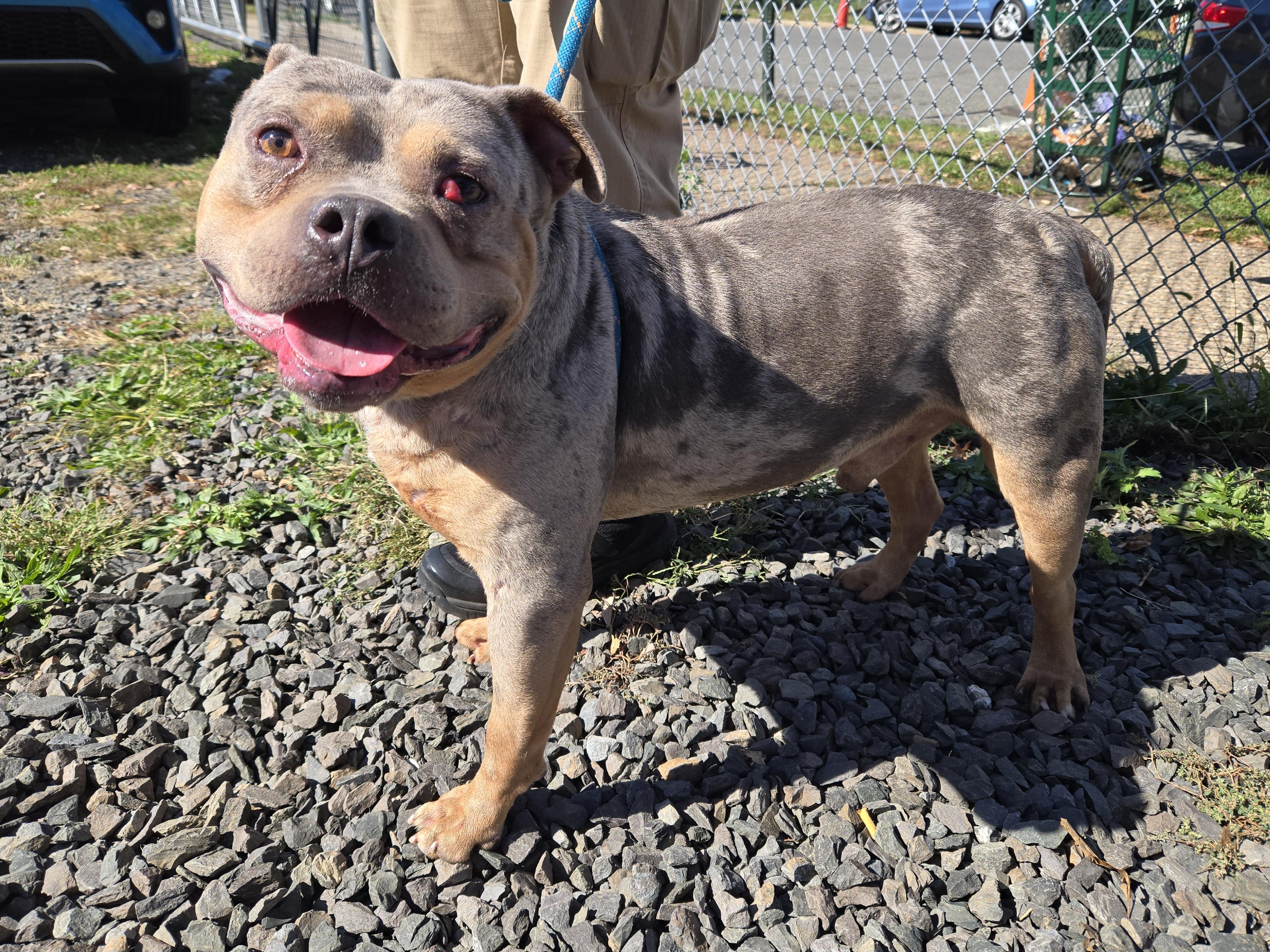 Sam, Adoptable, Adult Male Pit Bull Terrier.