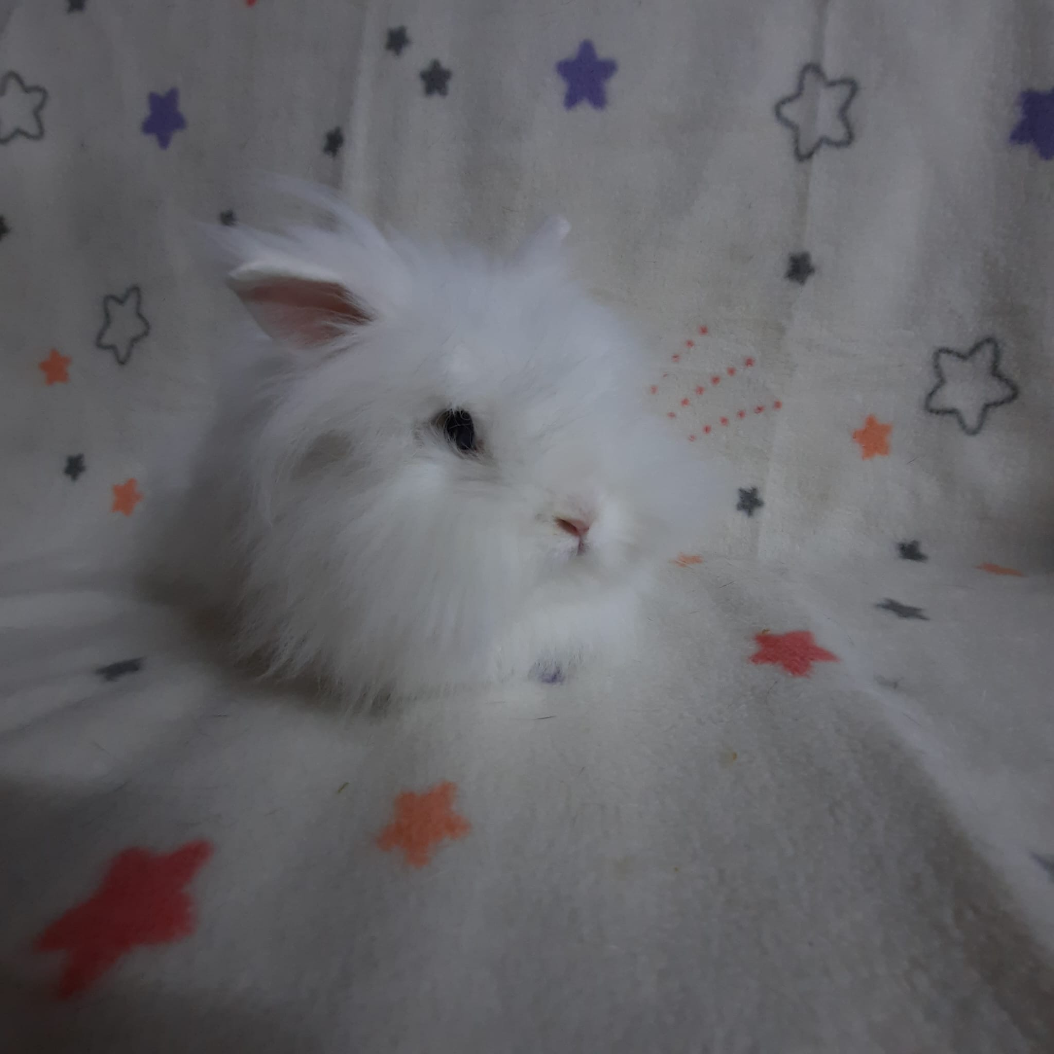 Rabbit for adoption Princess Petunia, a Lionhead in Montclair, CA