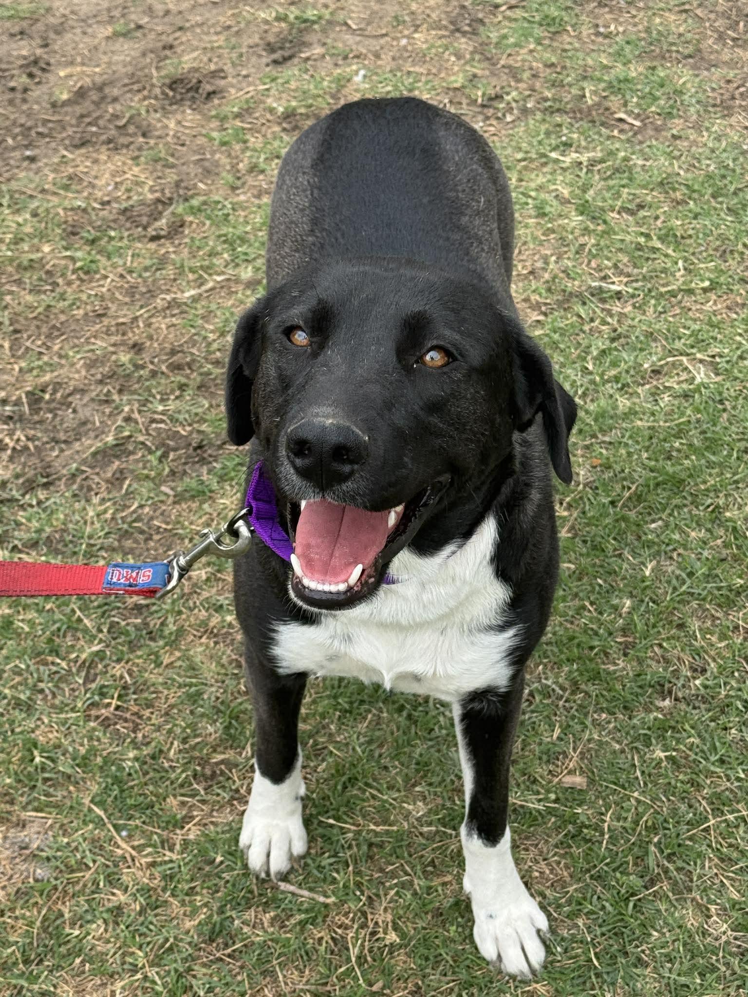 Enlarge Holly, a ADOPTABLE mixed breed in Houston, TX image 2/3