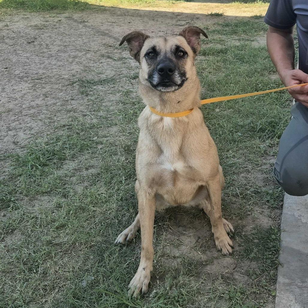 Elena, Adoptable, Adult Female Terrier.