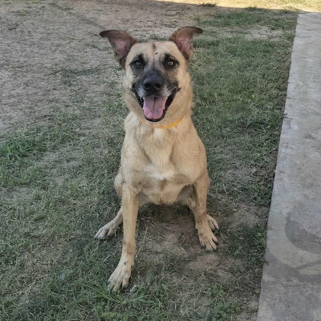 Elena, a Adoptable Terrier in Edinburg, TX image 2/5