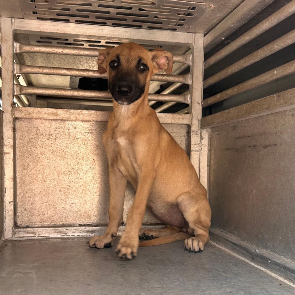 Enlarge Elena, a Adoptable Terrier in Edinburg, TX image 1/3