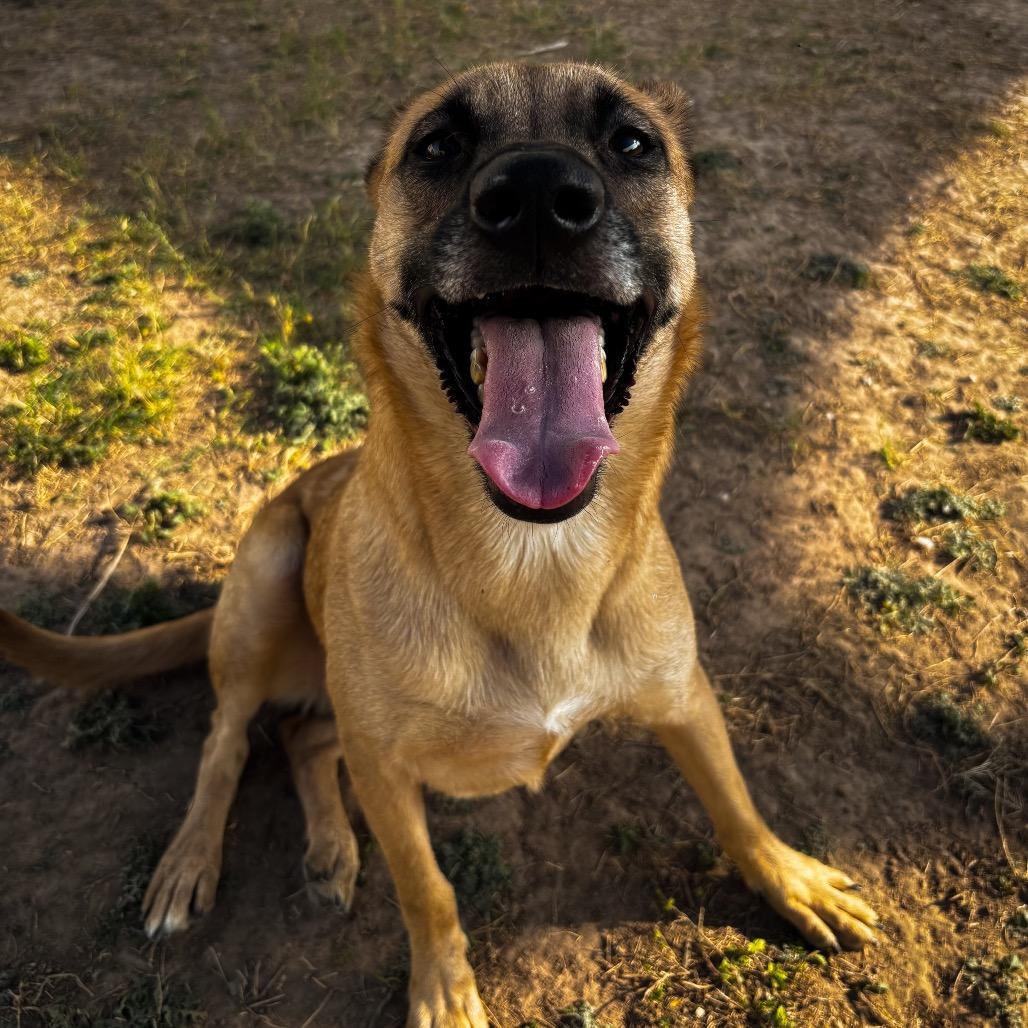 Enlarge Elena, a Adoptable Terrier in Edinburg, TX image 2/3