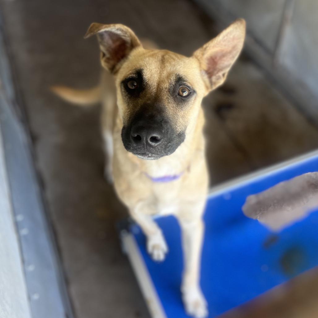 Enlarge Elena, a Adoptable Terrier in Edinburg, TX image 3/3