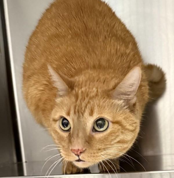 Enlarge Athena, a Adoptable mixed breed in Golden, CO image 1/2