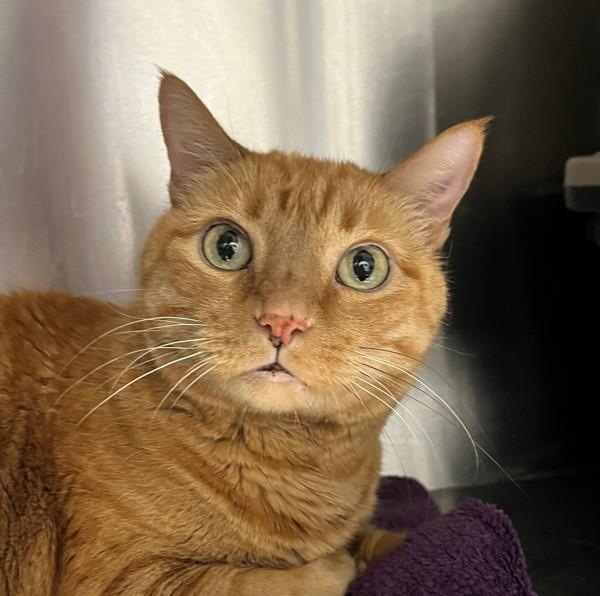 Enlarge Athena, a Adoptable mixed breed in Golden, CO image 2/2