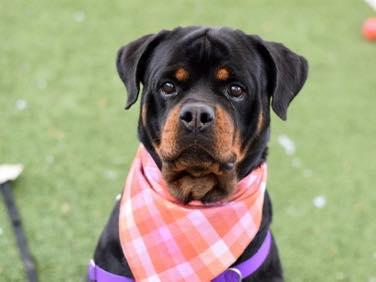 Rose, adopted, Adult Female Rottweiler.