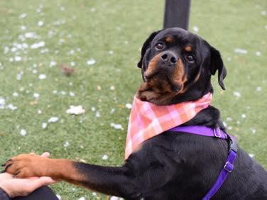 Enlarge Rose, an adopted Rottweiler in Prospect, CT image 2/3