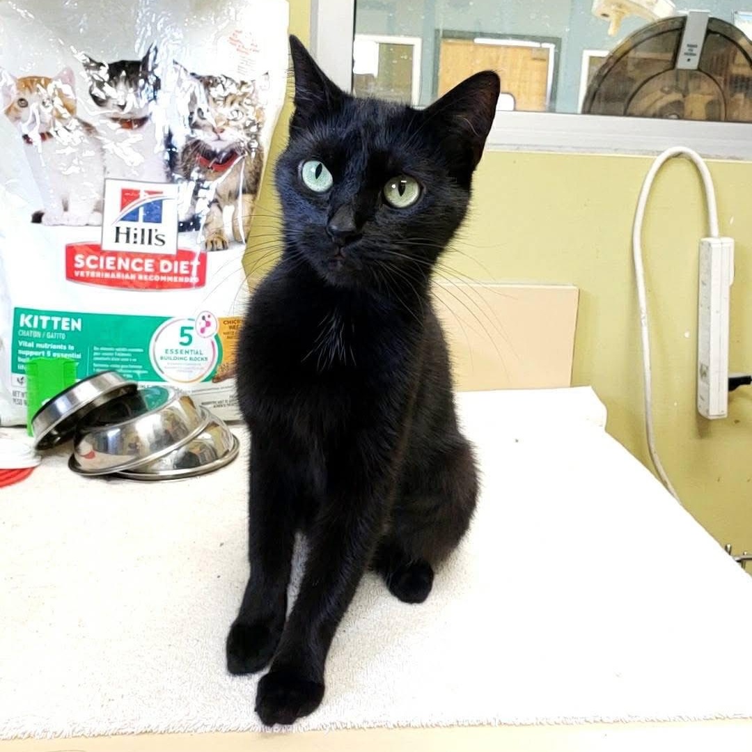 Onyx, a Adoptable mixed breed in Wheeling, IL image 2/6