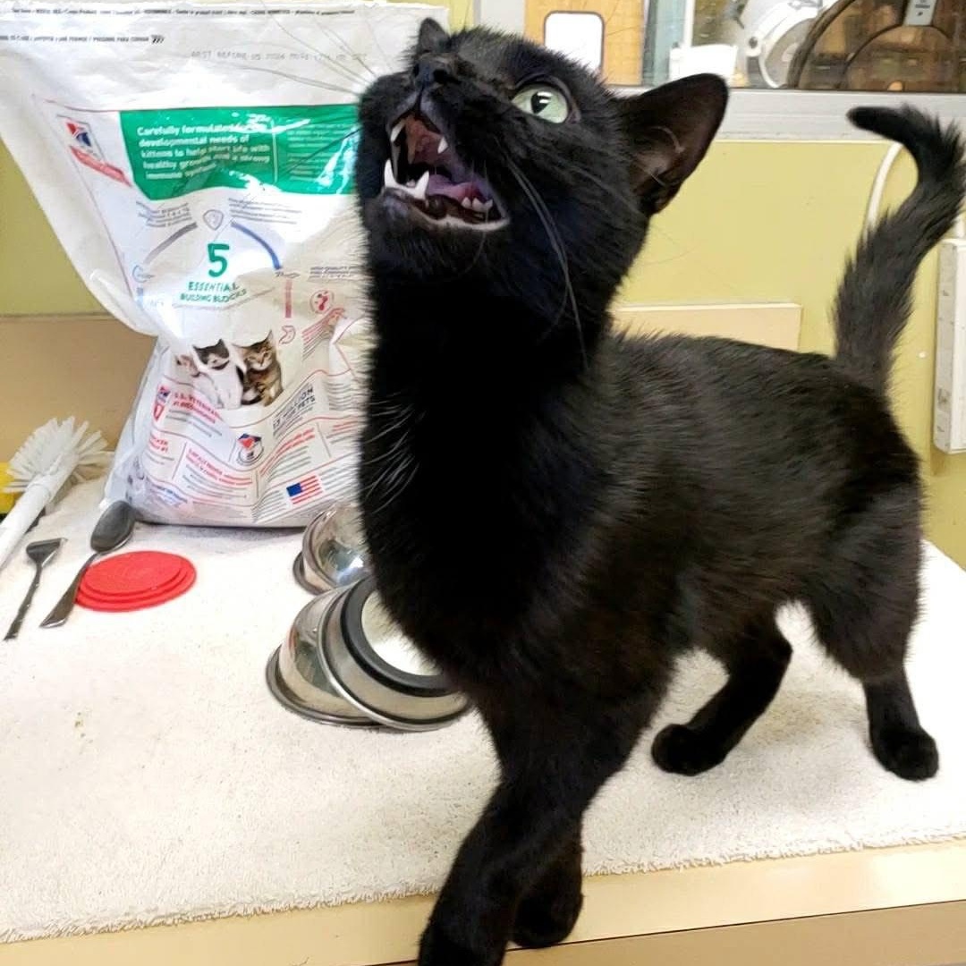 Onyx, a Adoptable mixed breed in Wheeling, IL image 3/6