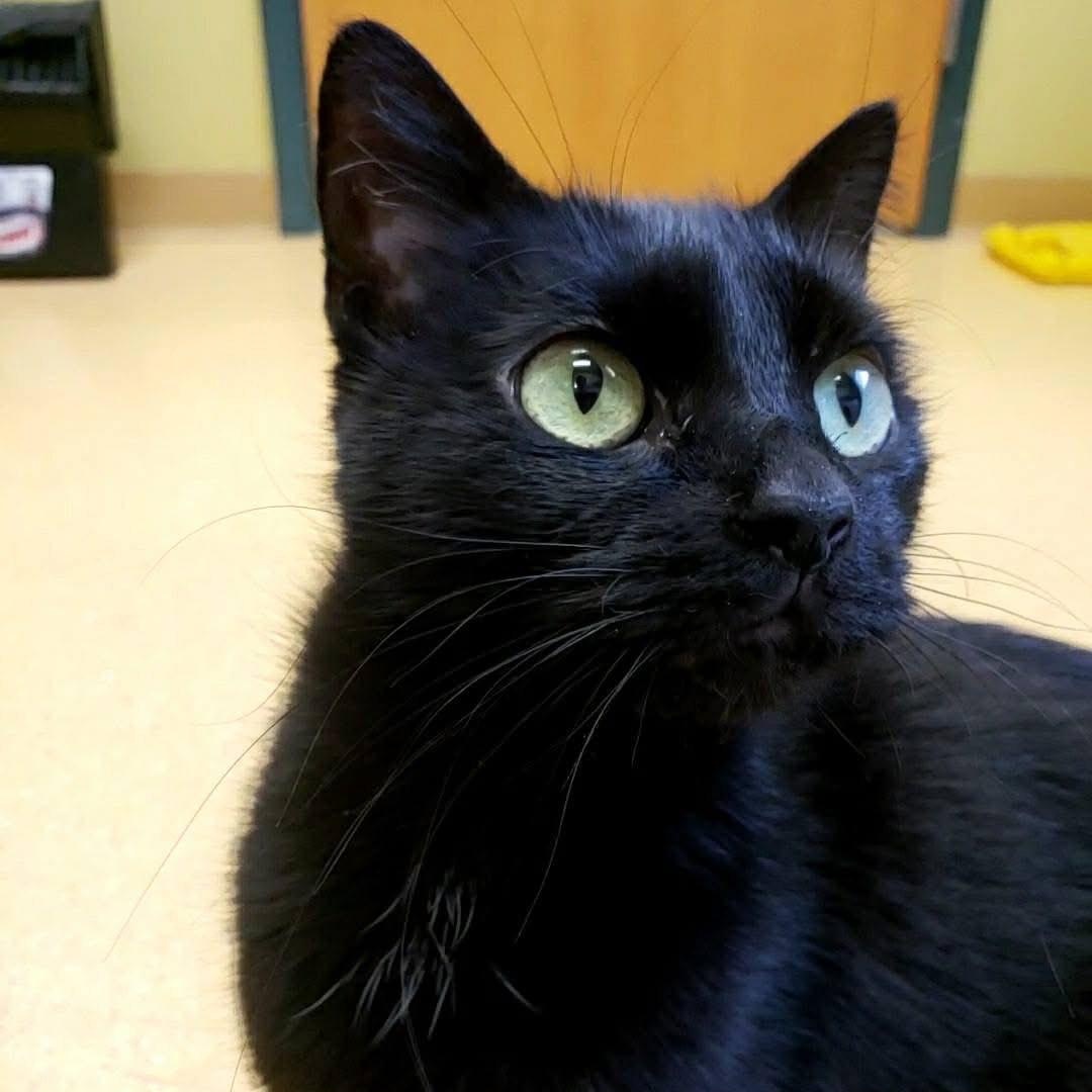 Onyx, a Adoptable mixed breed in Wheeling, IL image 4/6