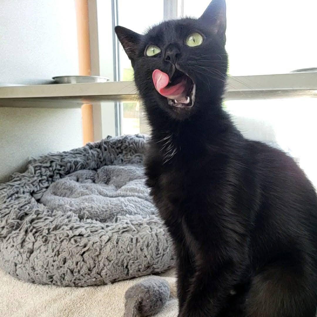 Onyx, a Adoptable mixed breed in Wheeling, IL image 5/6