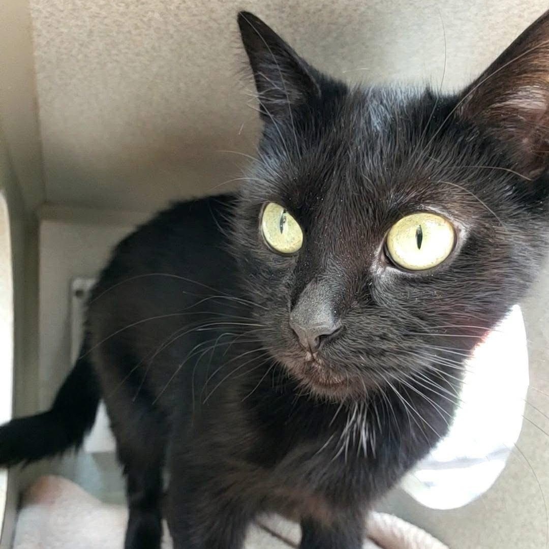 Onyx, a Adoptable mixed breed in Wheeling, IL image 6/6