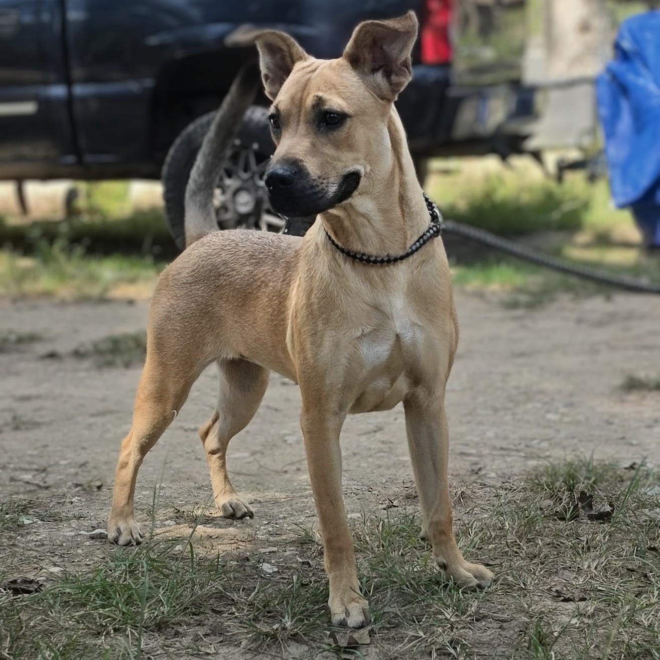 Enlarge Paisley, a Adoptable mixed breed in Syracuse, NY image 5/6