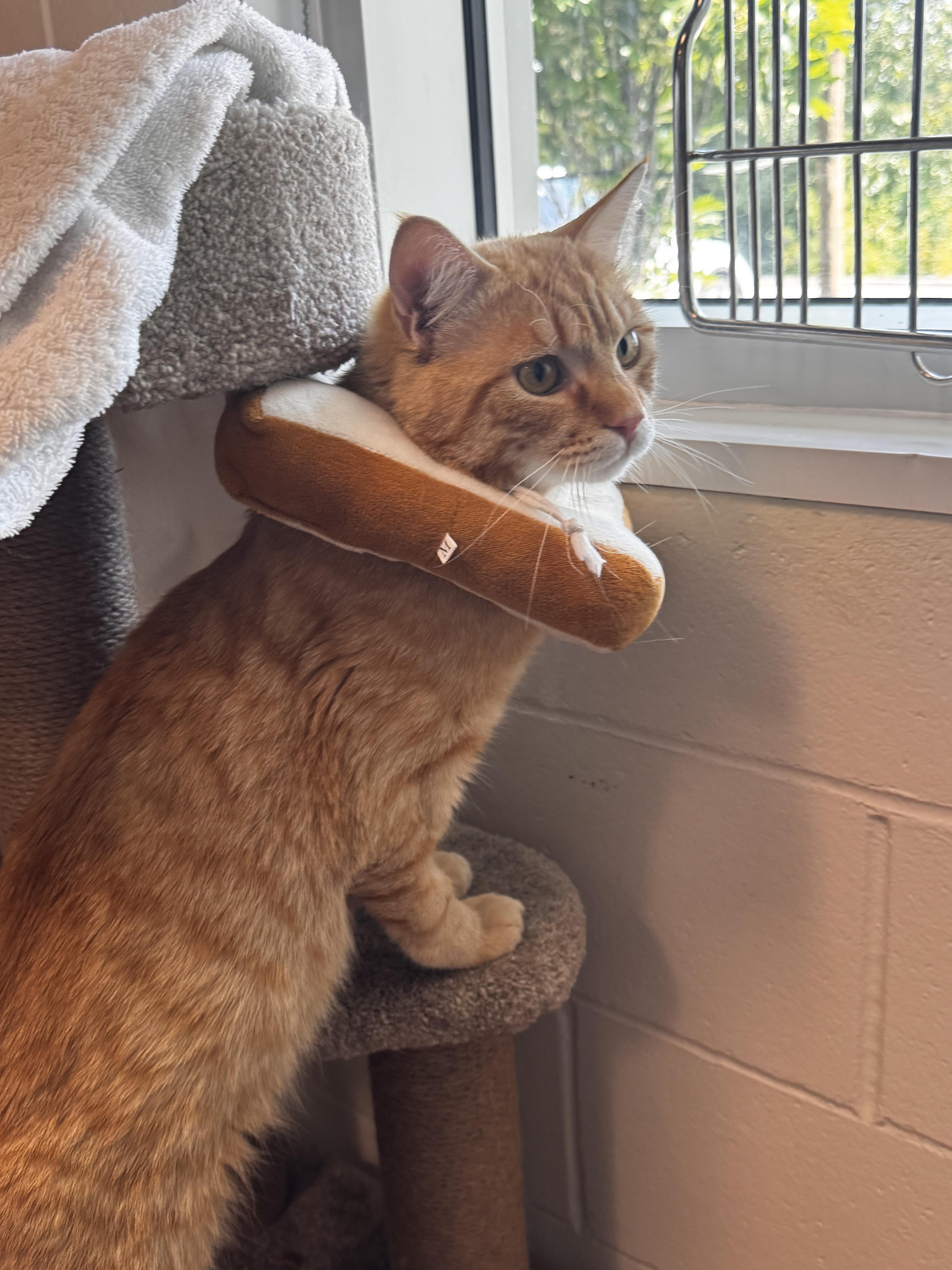 Jimmy, a ADOPTABLE Domestic Short Hair in New Westminster, BC image 2/3