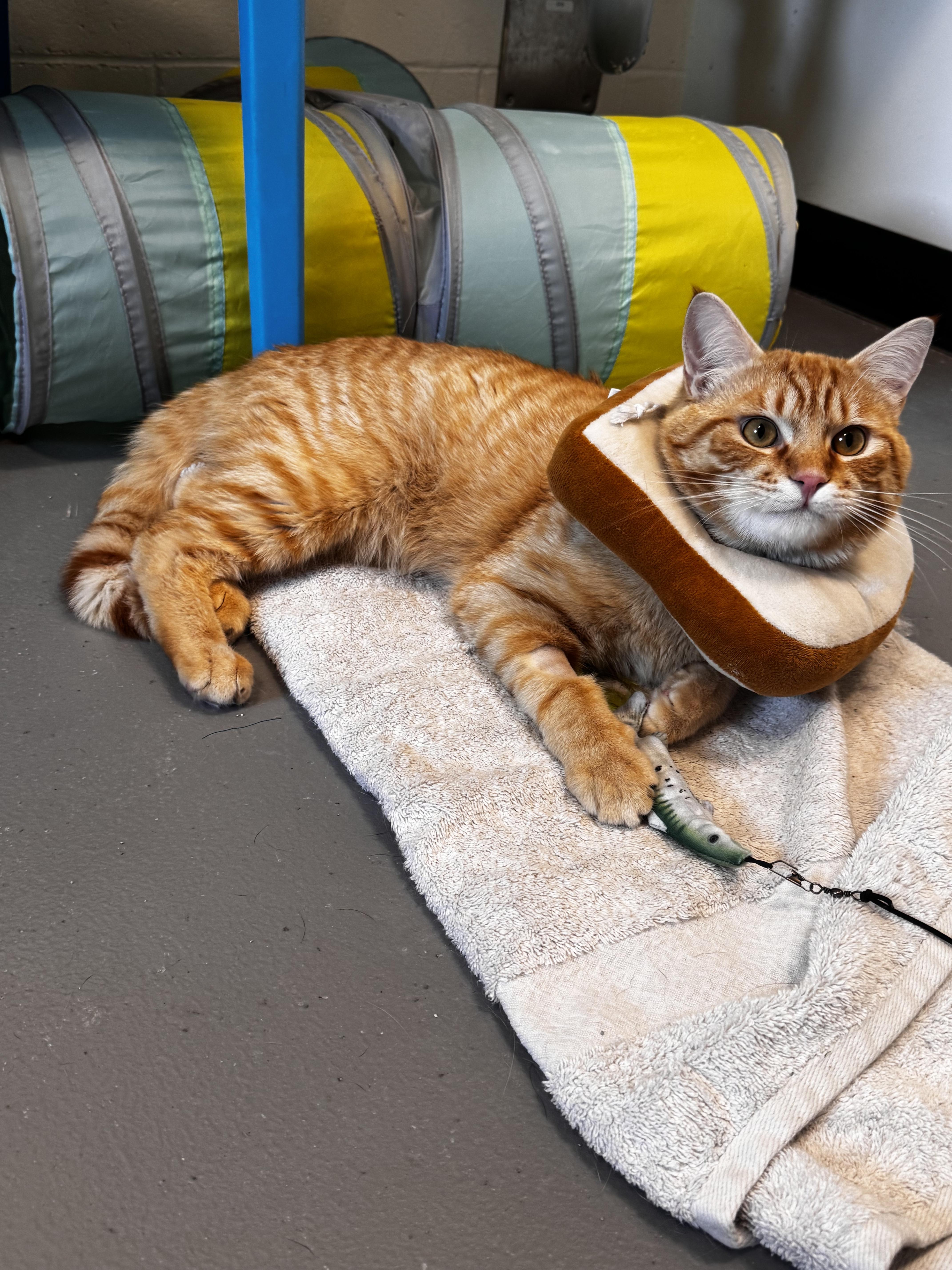 Jimmy, ADOPTABLE, Young Male Domestic Short Hair.