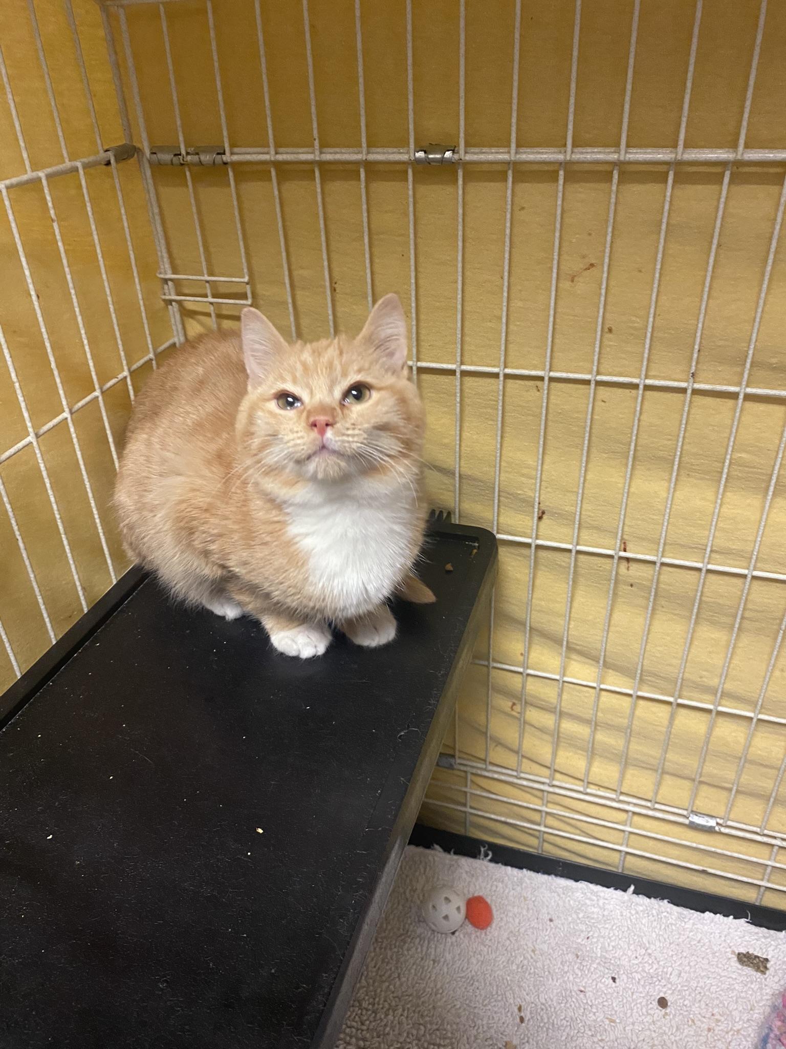 Enlarge Cheech, a Adoptable mixed breed in Lakewood, CO image 5/6