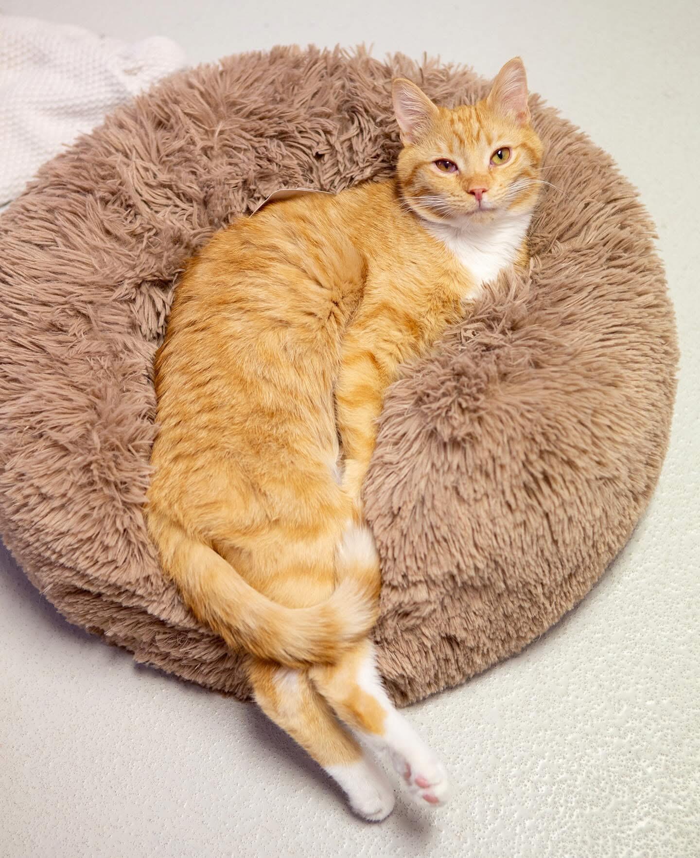 Enlarge Cheech, a Adoptable mixed breed in Lakewood, CO image 6/6