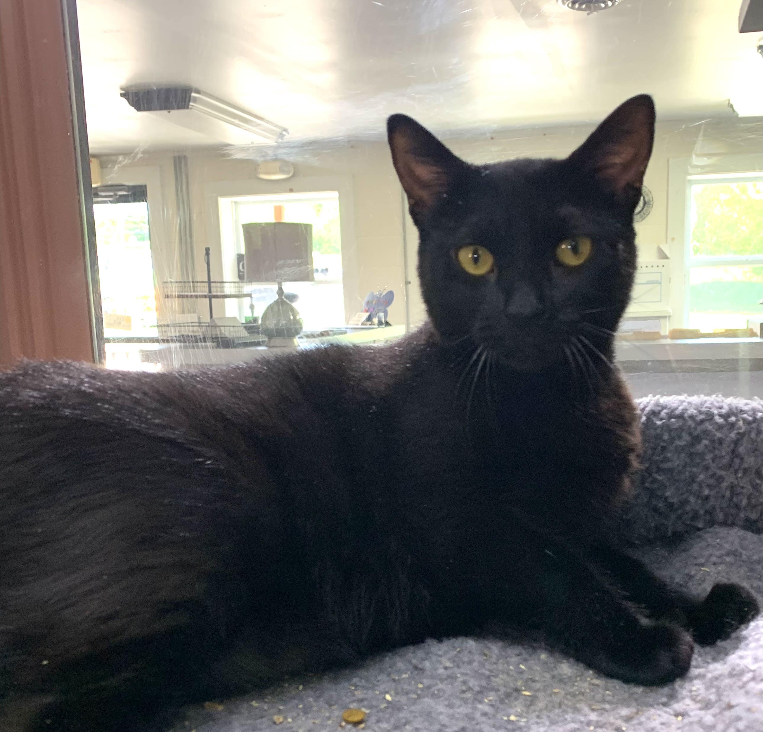Juliet SPONSORED, ADOPTABLE, Adult Female Domestic Short Hair.
