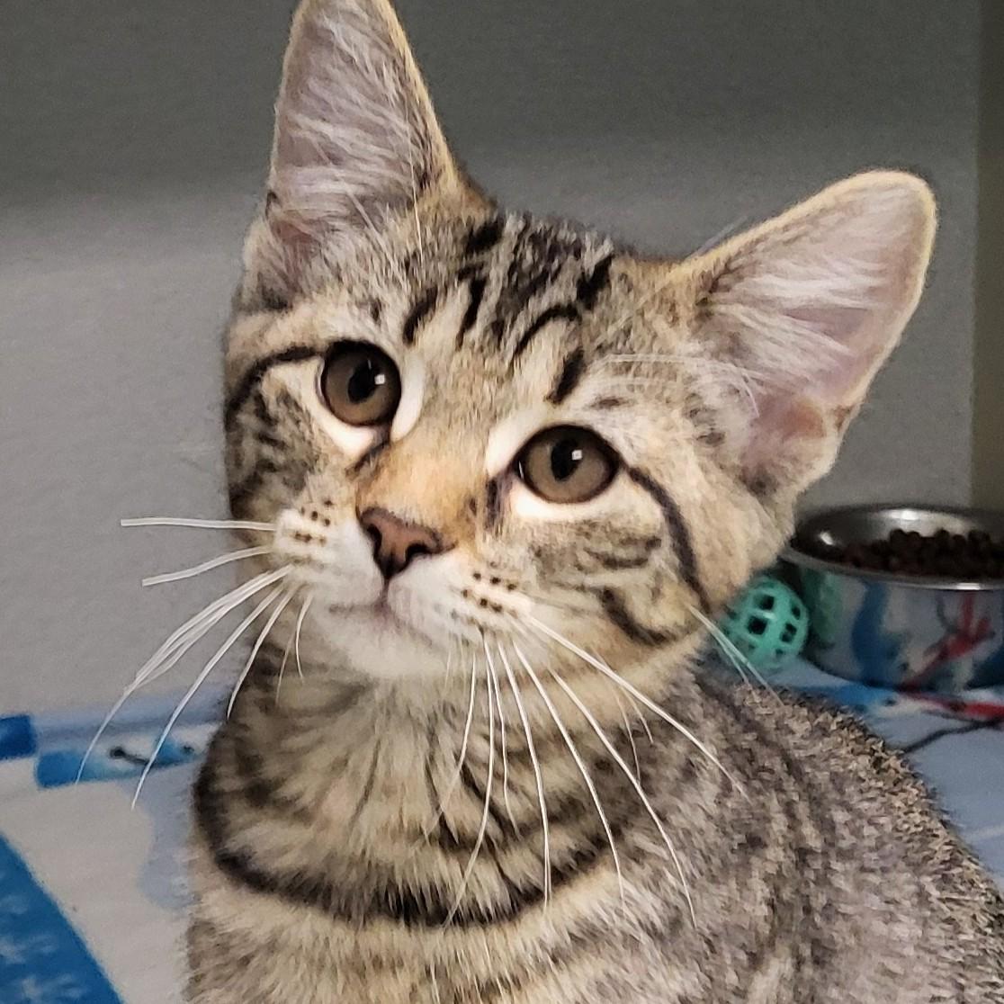 Scrabble, adopted, Kitten Female Domestic Short Hair.