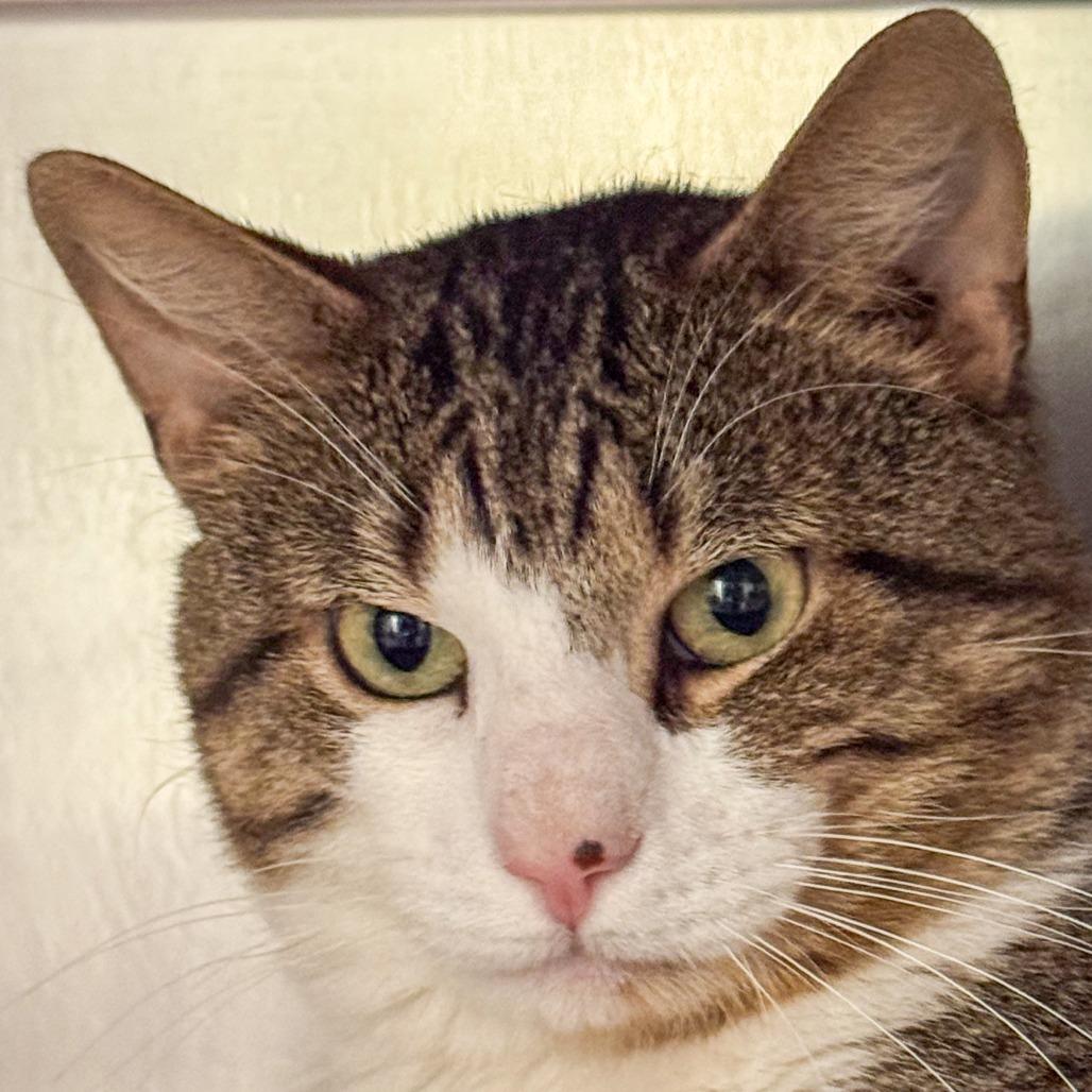 Enlarge Ollie, a Adoptable Domestic Short Hair in Kennebunk, ME image 2/2