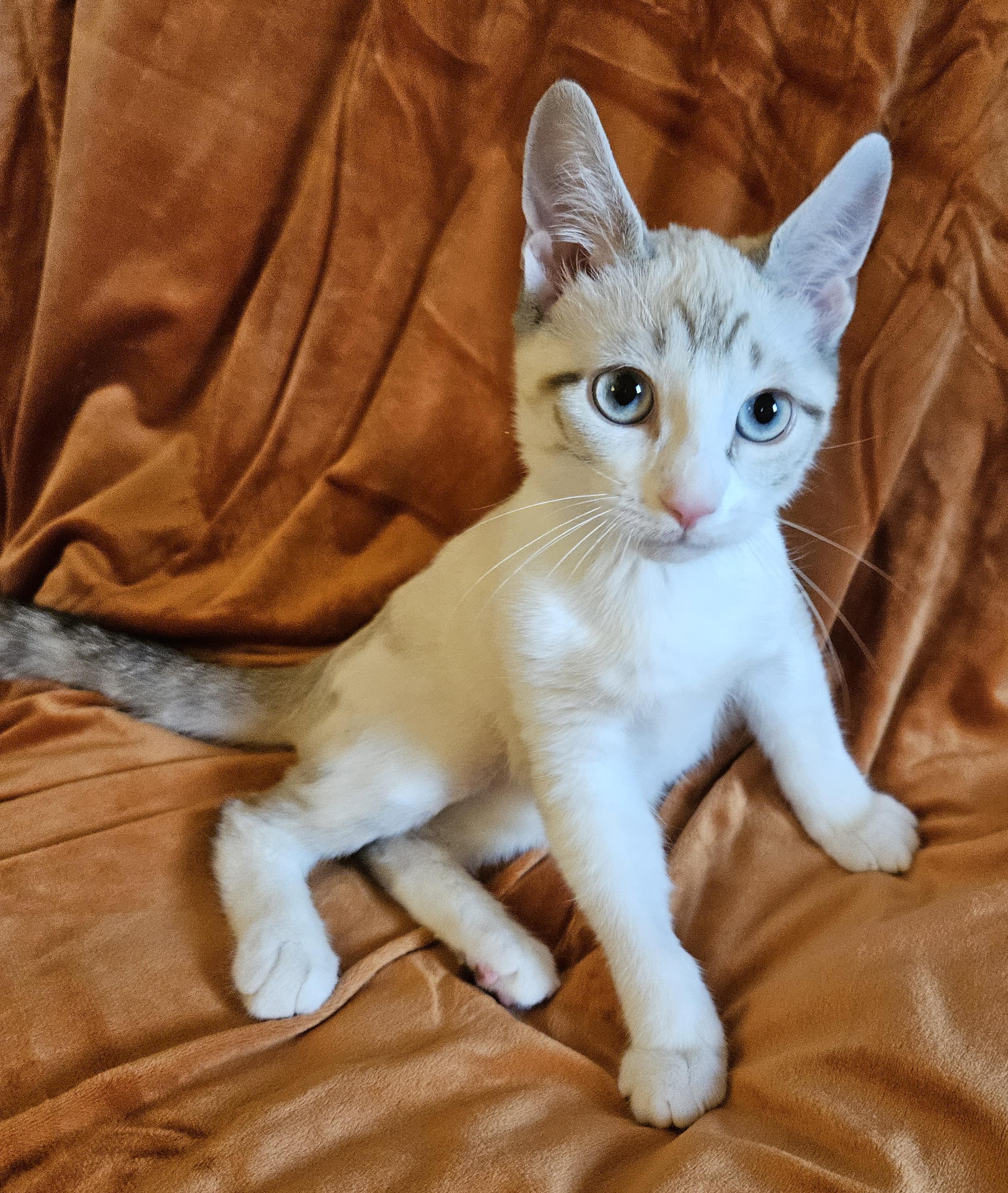 TOVA, Adoptable, Kitten Female Siamese.