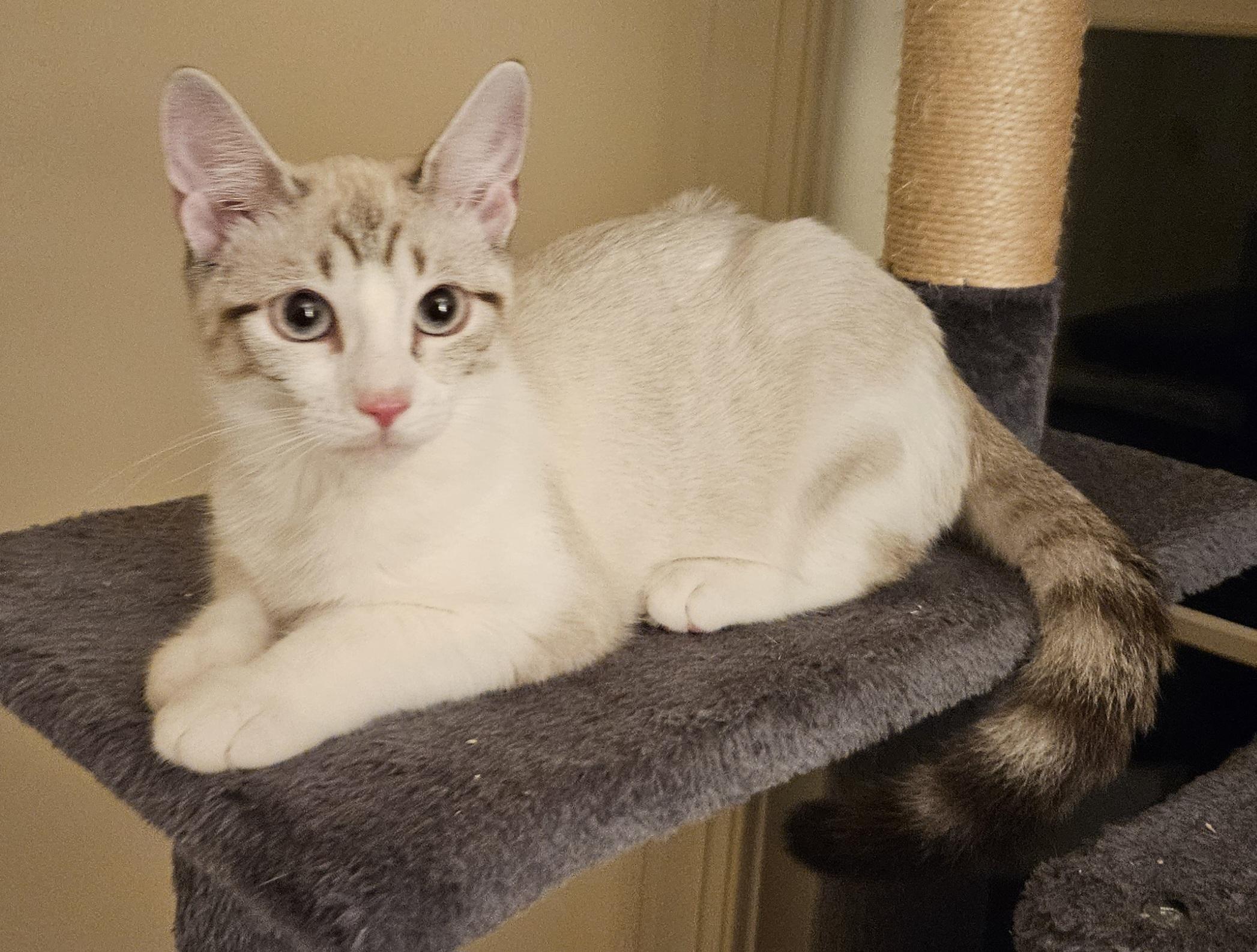 Enlarge TOVA, a Adoptable Siamese in Frederick, MD image 2/4