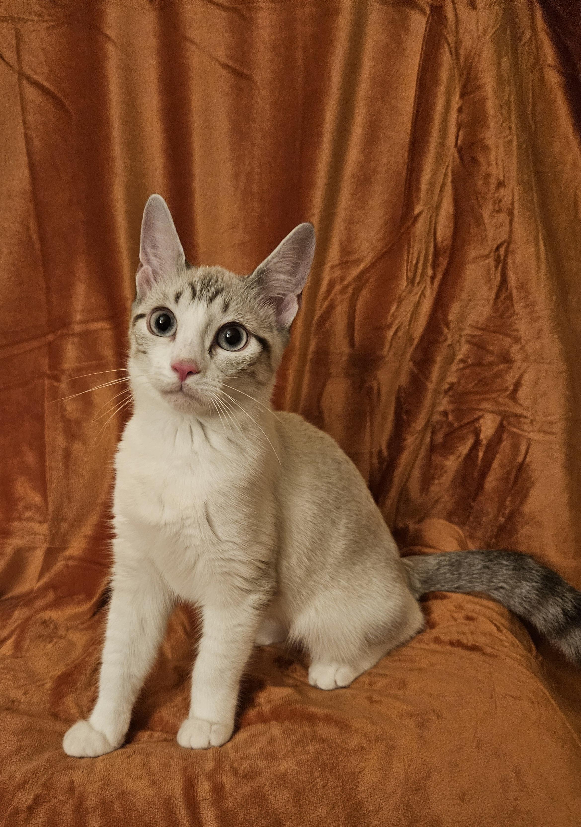 Enlarge TOVA, a Adoptable Siamese in Frederick, MD image 3/4