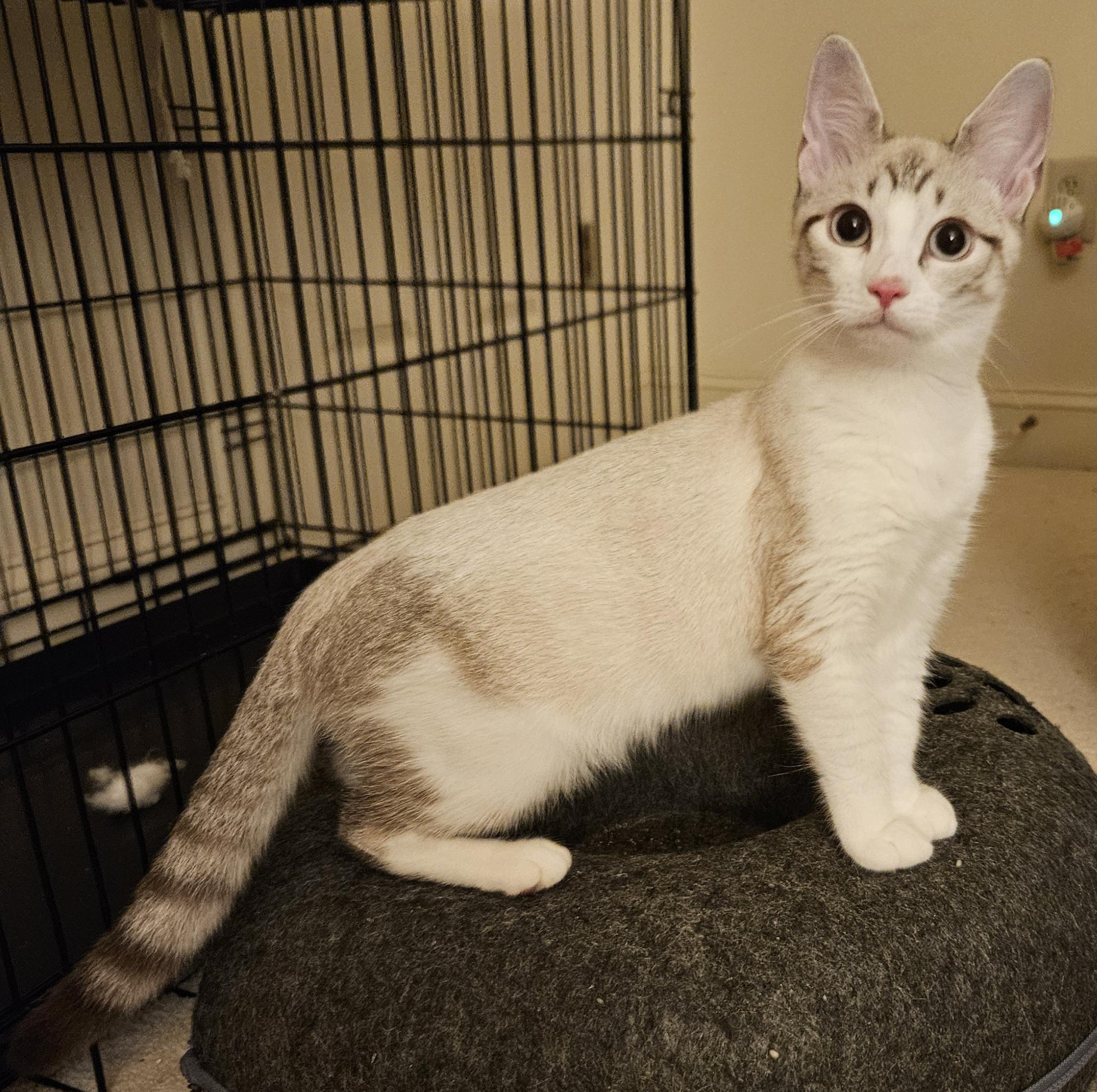 Enlarge TOVA, a Adoptable Siamese in Frederick, MD image 4/4