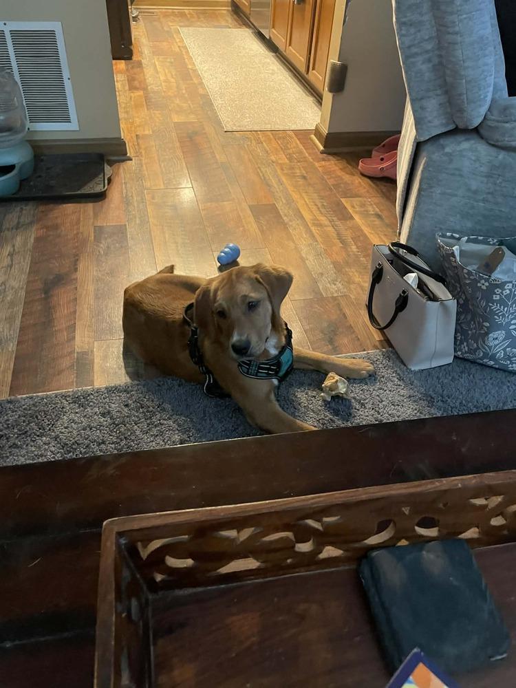 Boomer (Boomer & Benny), Adoptable, Young Male Hound.