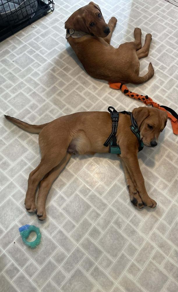 Boomer (Boomer & Benny), a Adoptable mixed breed in New Albany, OH image 2/3