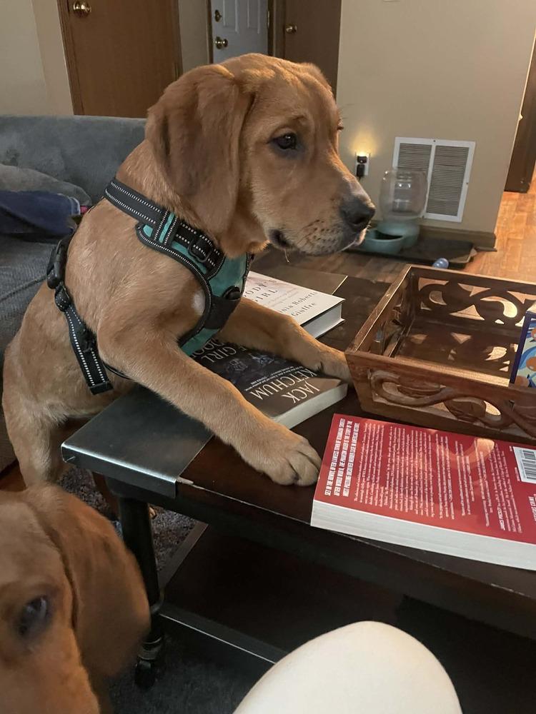 Boomer (Boomer & Benny), a Adoptable mixed breed in New Albany, OH image 3/3