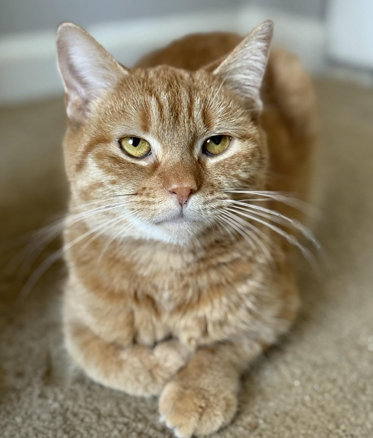 Tig Tig Twiggy, Adoptable, Young Female Domestic Short Hair.