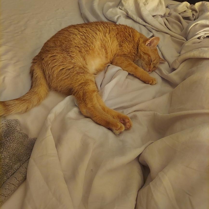 Tig Tig Twiggy, a Adoptable Domestic Short Hair in Alexandria, VA image 3/6