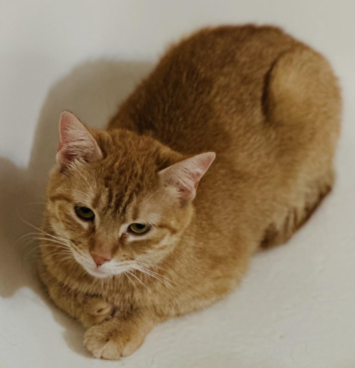 Tig Tig Twiggy, a Adoptable Domestic Short Hair in Alexandria, VA image 5/6