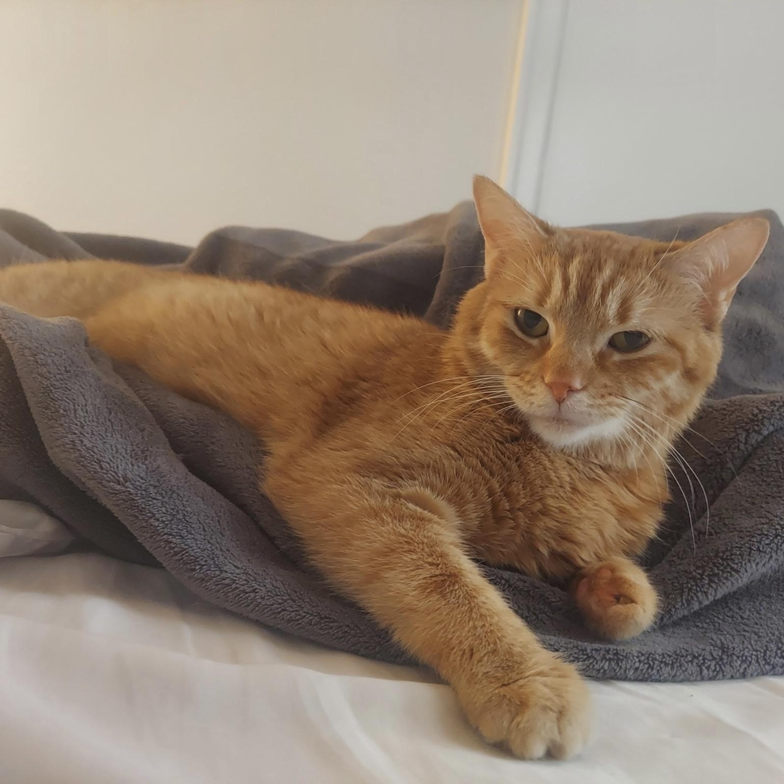 Tig Tig Twiggy, a Adoptable Domestic Short Hair in Alexandria, VA image 2/6