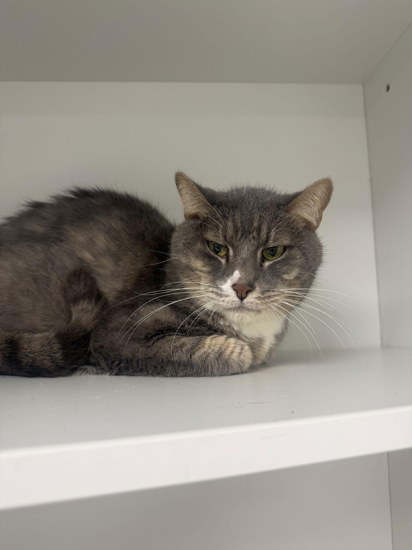 Inside Out, a Adopted Domestic Short Hair in Satellite Beach, FL image 1/2