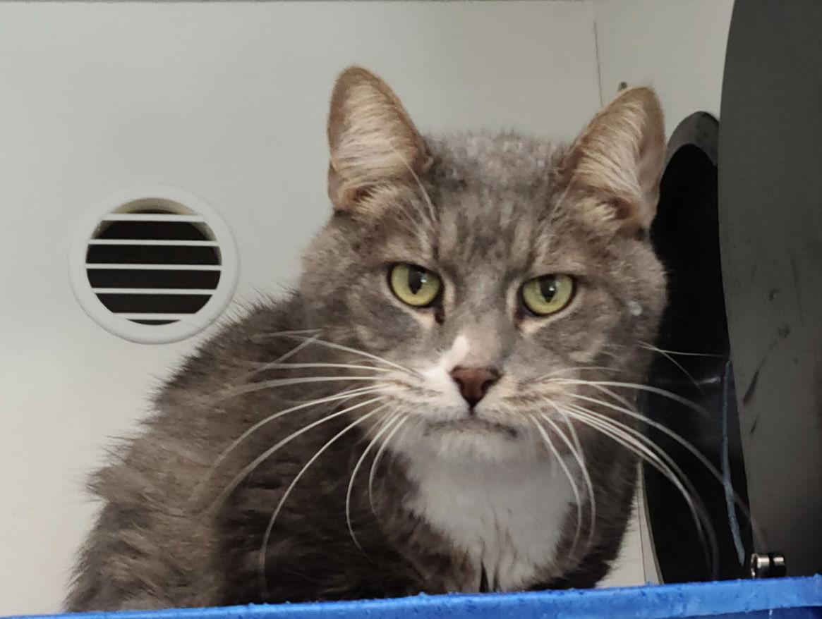 Inside Out, a Adopted Domestic Short Hair in Satellite Beach, FL image 2/2