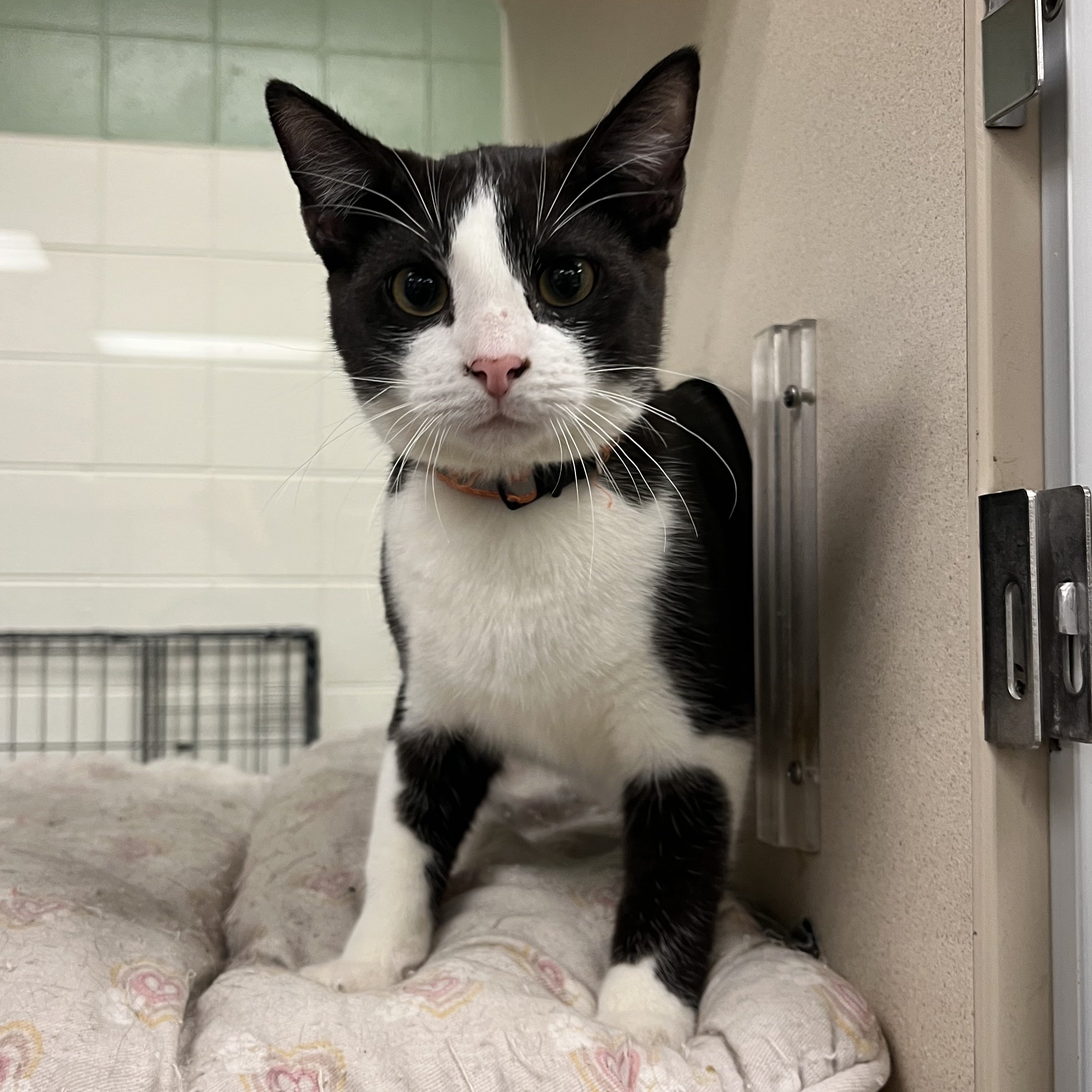 Gouda, an adopted Domestic Short Hair in Kearney, NE_image-1