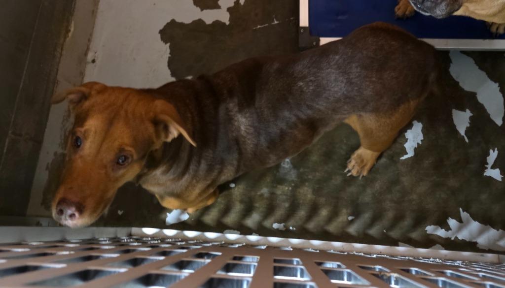 Enlarge Cantu, a Adoptable mixed breed in Rockport, TX image 1/2