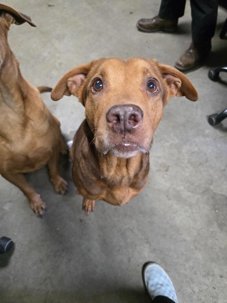 Enlarge Cantu, a Adoptable mixed breed in Rockport, TX image 2/2