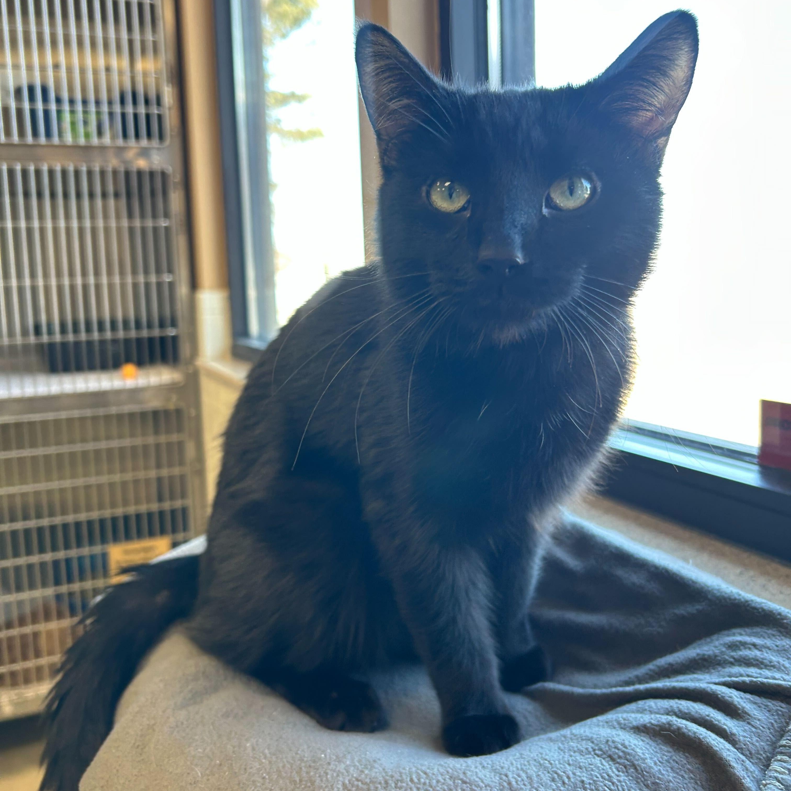 Enlarge Meatball, an adopted Domestic Short Hair in Jefferson, WI image 5/5