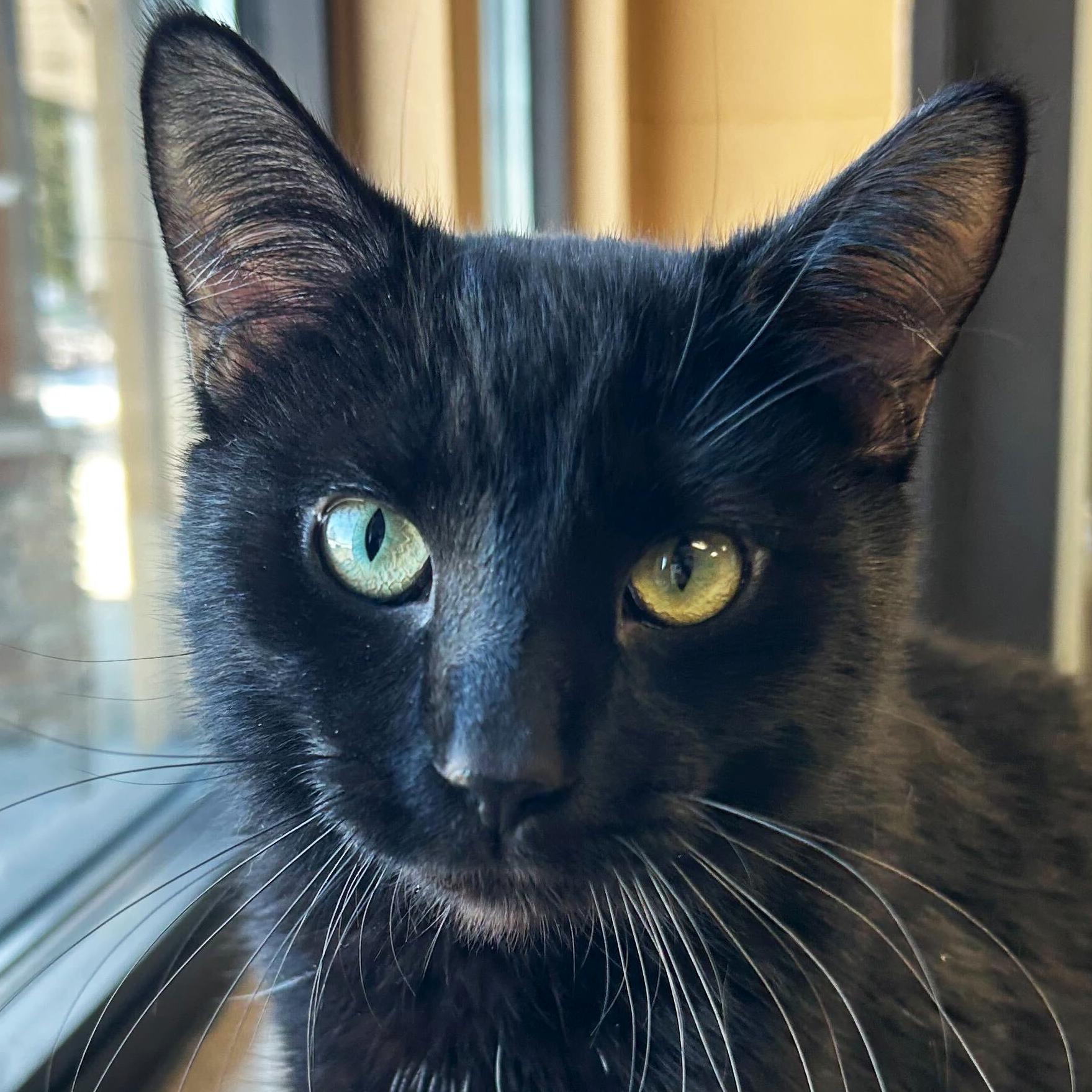 Enlarge Meatball, an adopted Domestic Short Hair in Jefferson, WI image 1/5