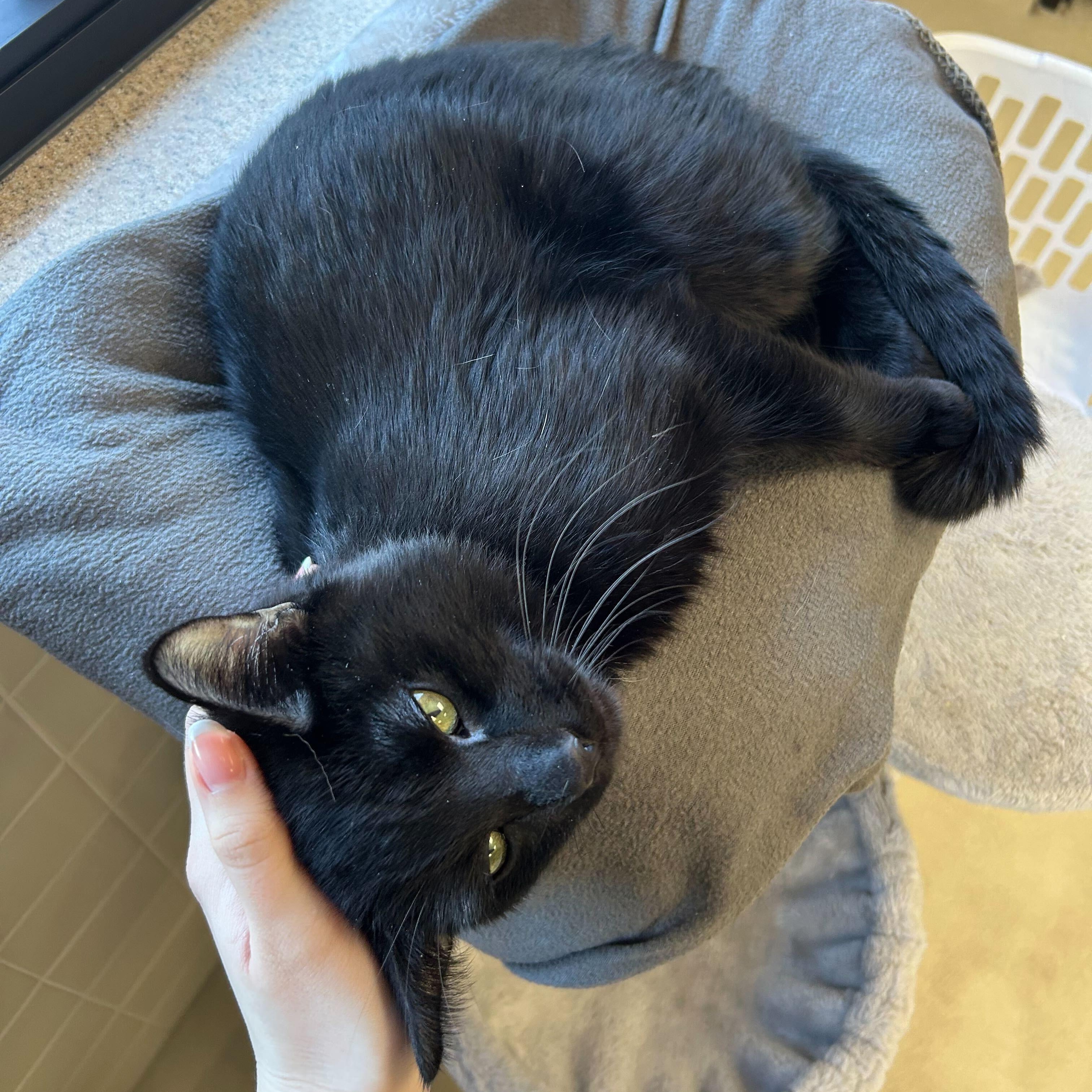 Enlarge Meatball, an adopted Domestic Short Hair in Jefferson, WI image 3/5