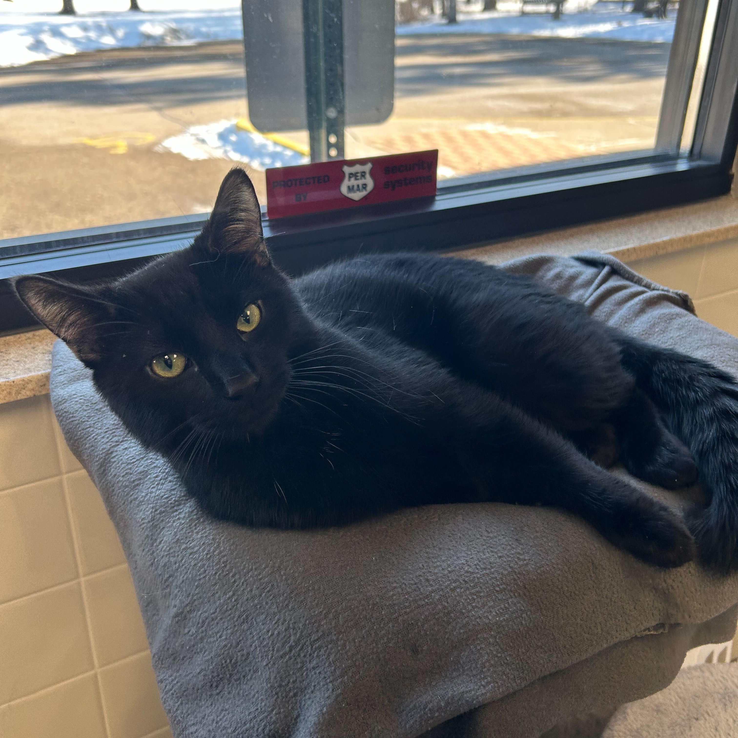 Enlarge Meatball, an adopted Domestic Short Hair in Jefferson, WI image 4/5