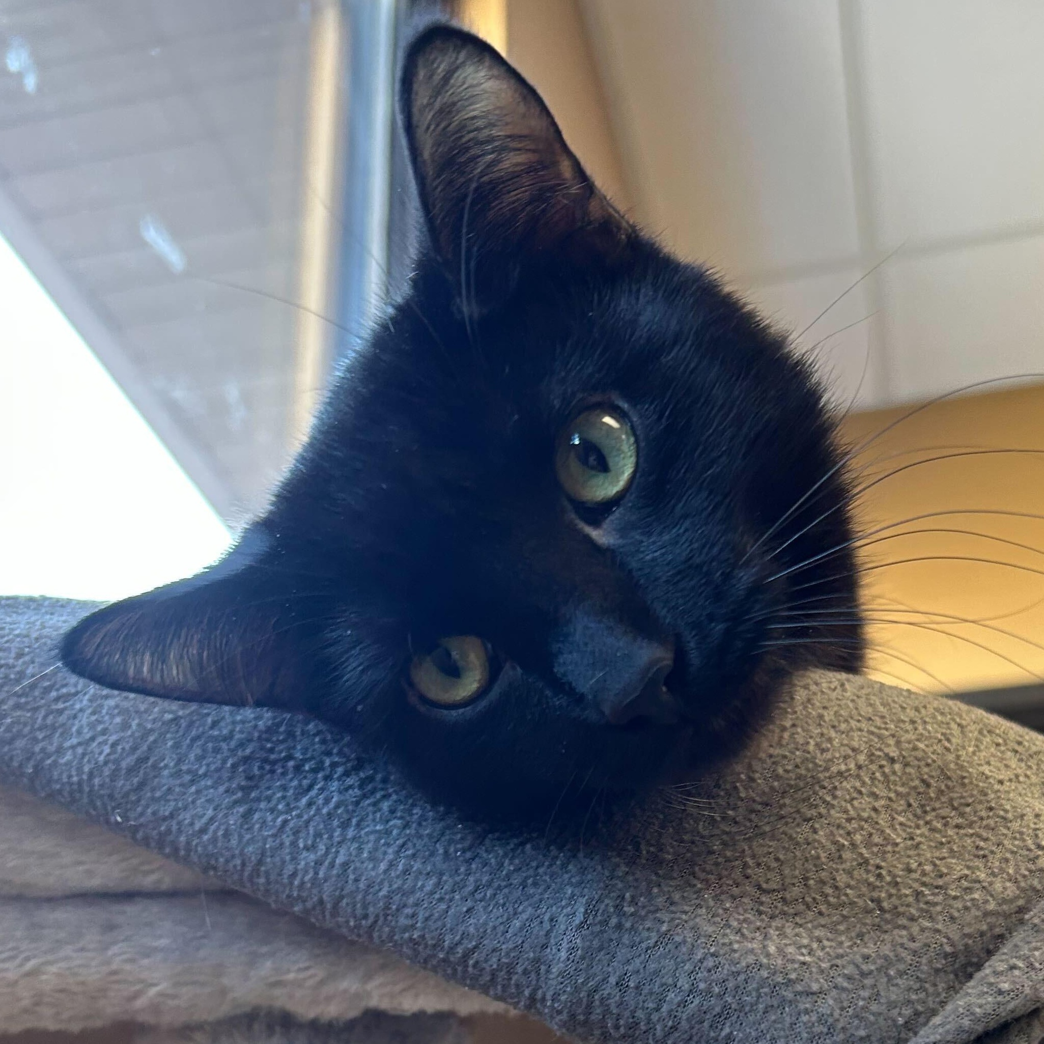 Enlarge Meatball, an adopted Domestic Short Hair in Jefferson, WI image 2/5