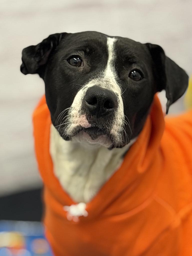 Meg Ryan, Adoptable, Adult Female Mixed Breed.