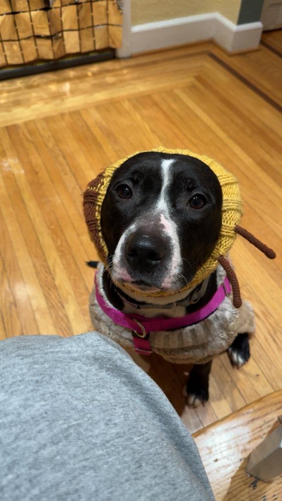 Enlarge Meg Ryan, a Adoptable mixed breed in Detroit, MI image 3/6