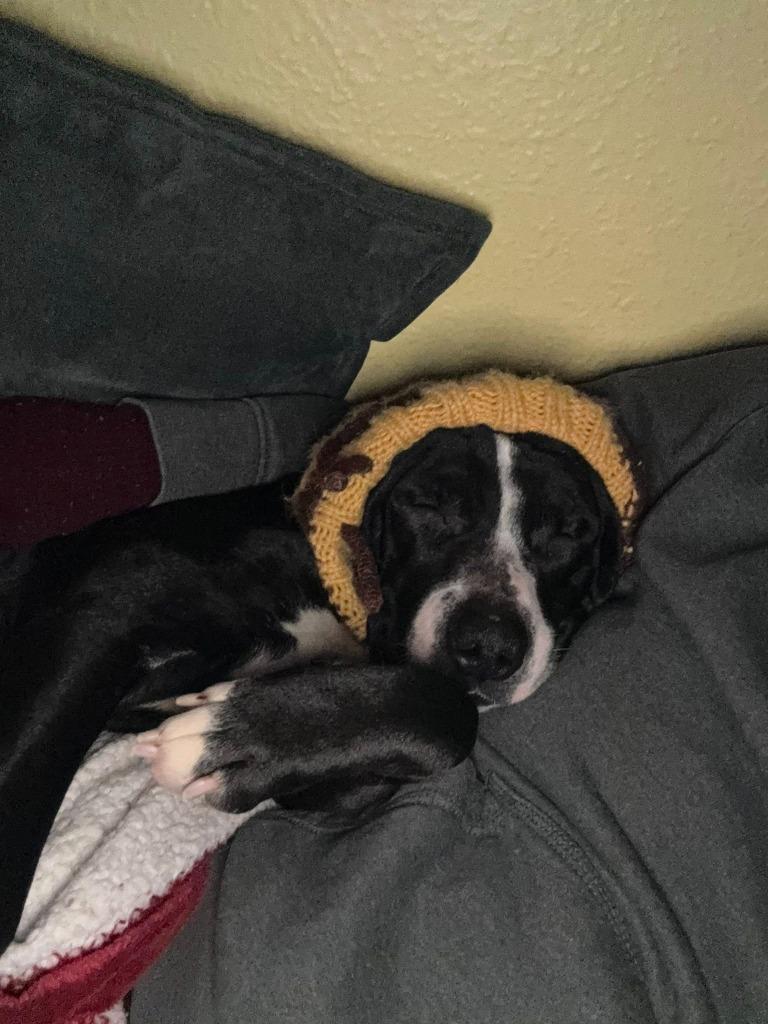 Enlarge Meg Ryan, a Adoptable mixed breed in Detroit, MI image 4/6