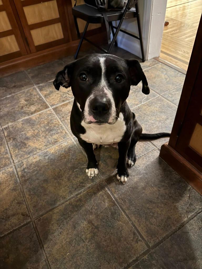 Enlarge Meg Ryan, a Adoptable mixed breed in Detroit, MI image 5/6